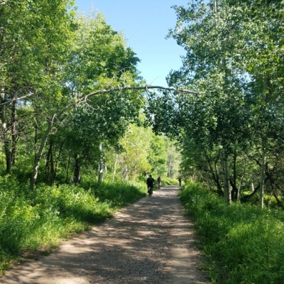 The Litter is&nbsp;Losing